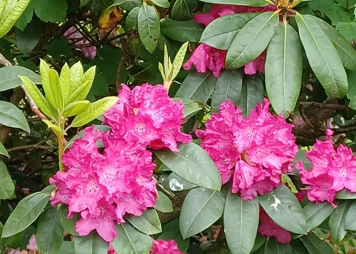 Holiday home Hahnenklee *